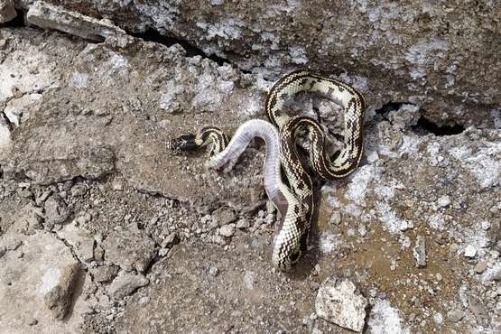 Las culebras reales se empadronan e el Balcón de Telde/TA.